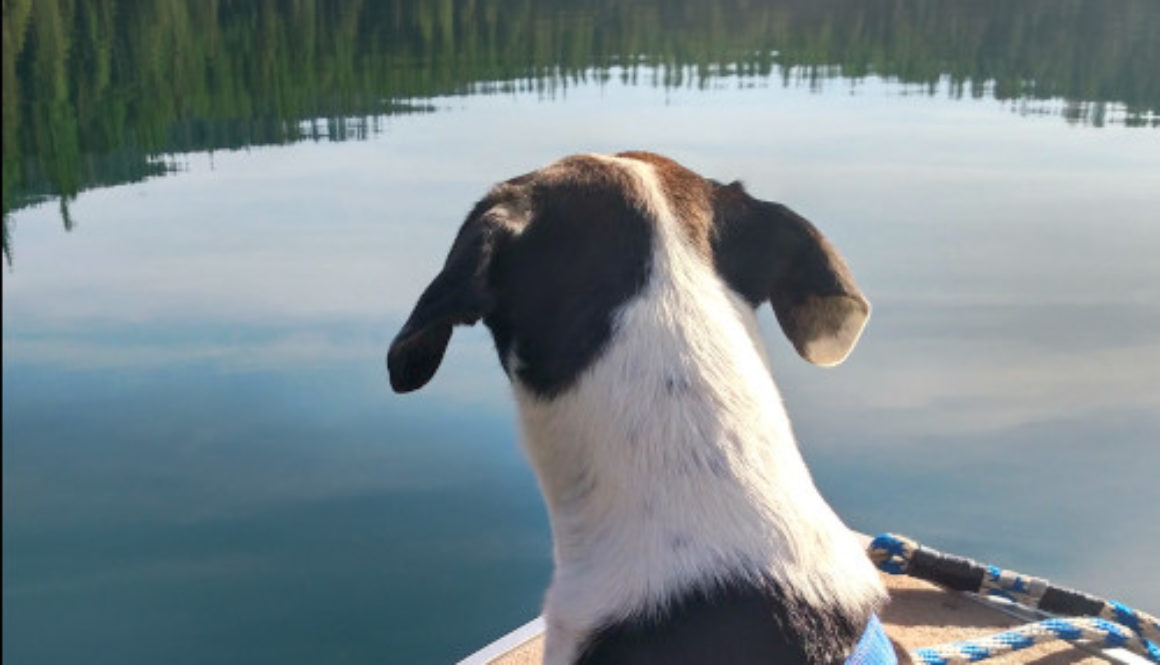 Dog on the boat in Montana