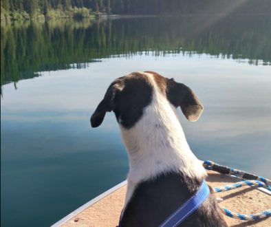 Dog on the boat in Montana