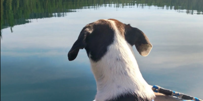 Dog on the boat in Montana