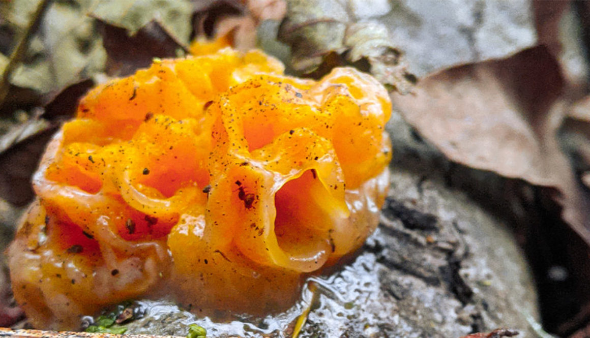 nature photography orange fungus