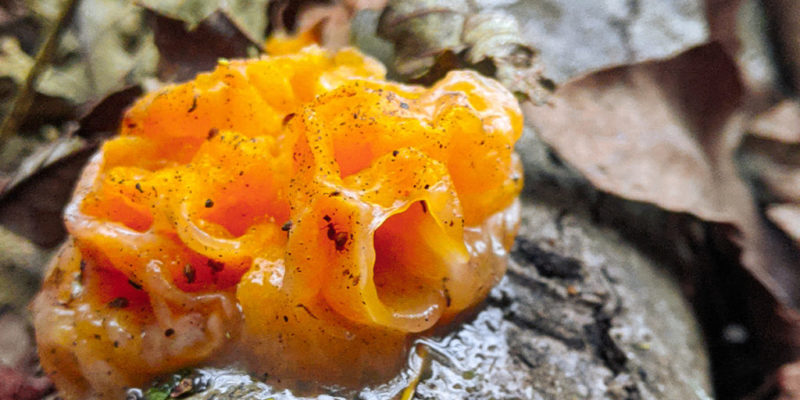 nature photography orange fungus