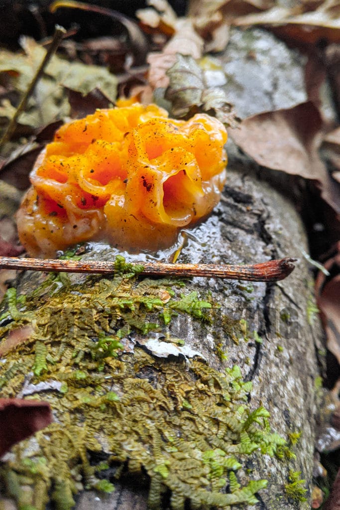 Cool orange witches butter fungus on a log.