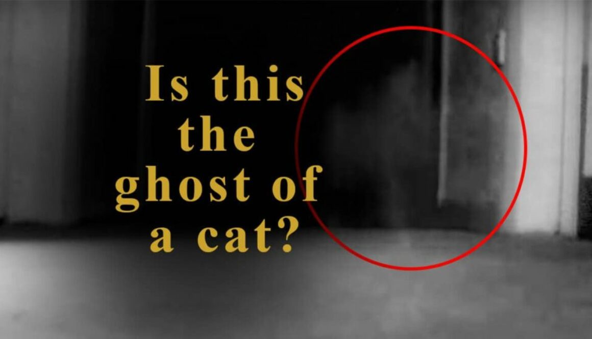 Ghost Cat Caught On Tape