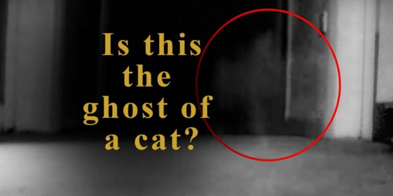 Ghost Cat Caught On Tape