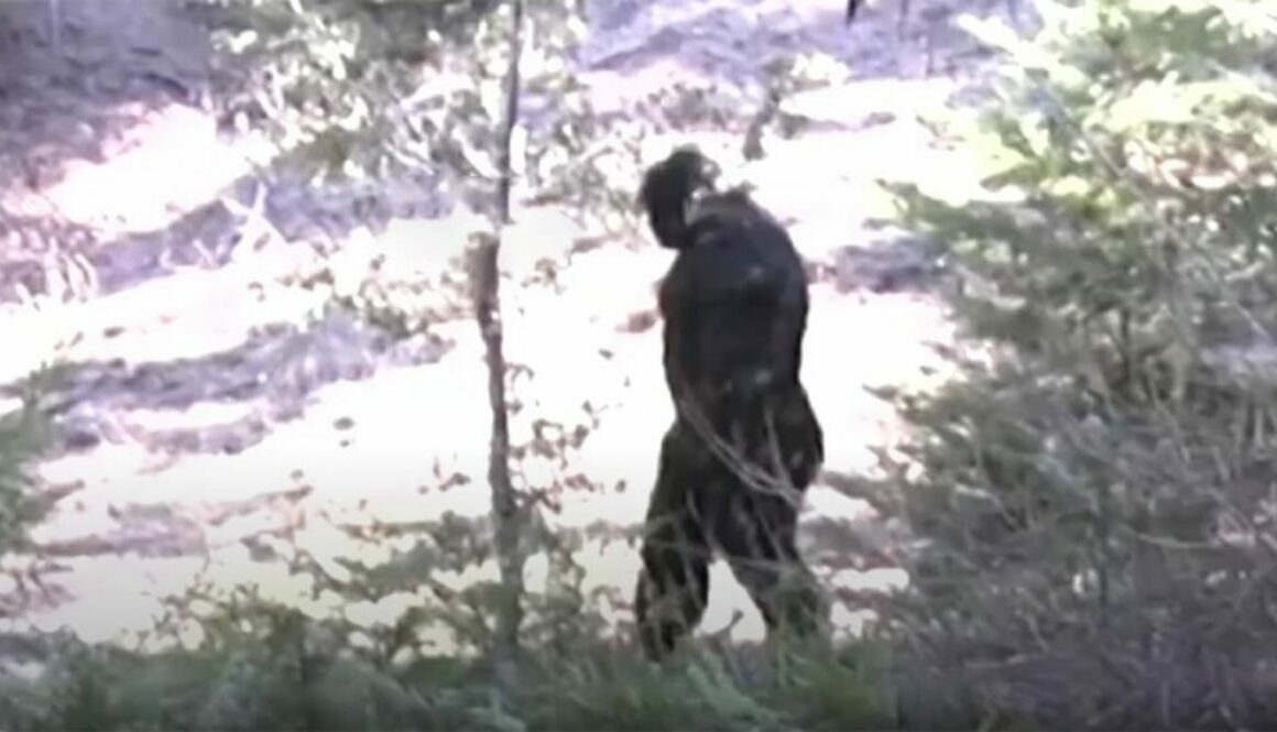 North Idaho Bigfoot Video