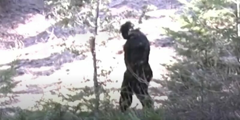 North Idaho Bigfoot Video