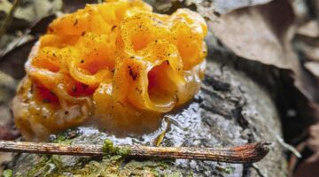 Witches Butter fungus photograph