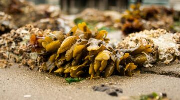 Rockweed on the Beach