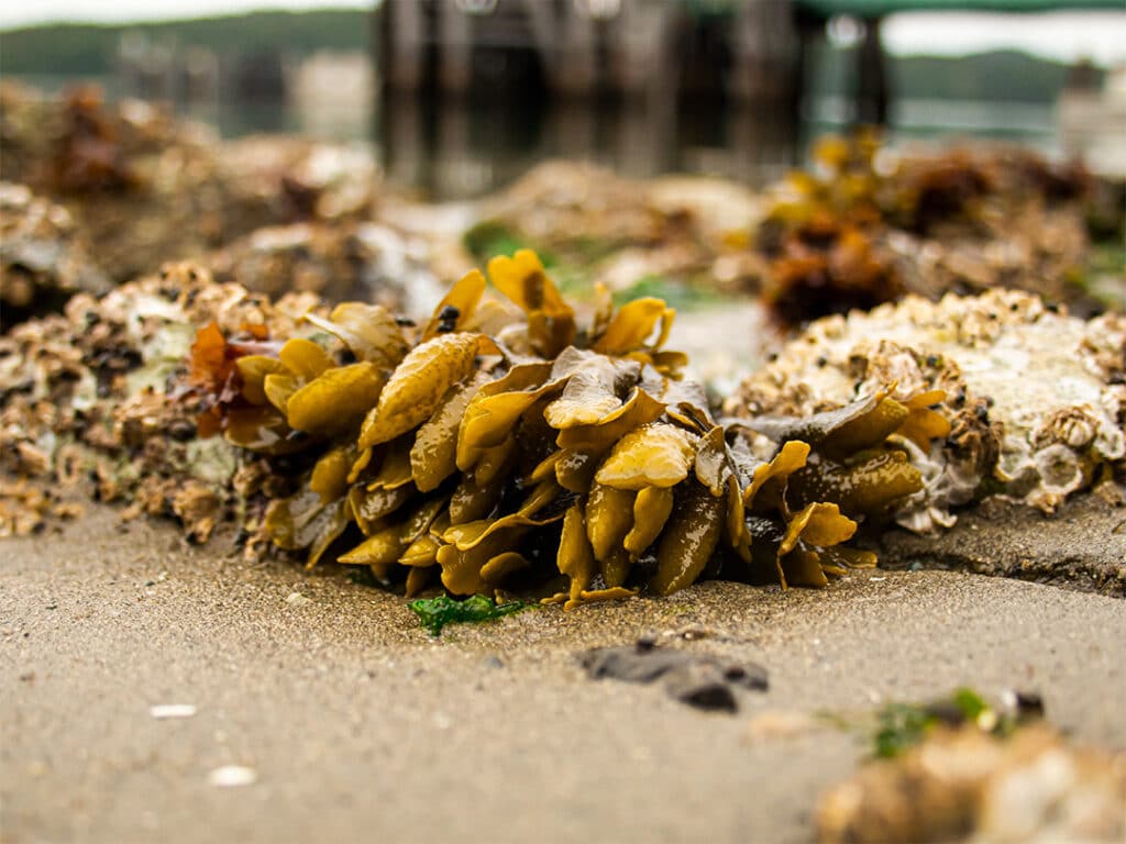 Puget Sound Rockweed photographed on Orcas Island.