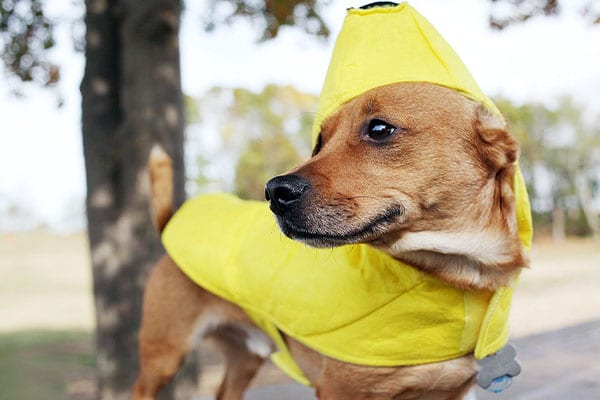 Raincoats for dogs when hiking in the rain