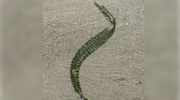 Pacific Ocean Seaweed On The Beach